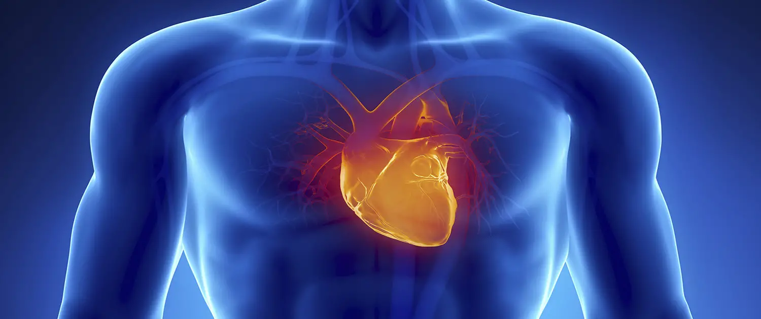 coq10un kalp üzerinde faydalı bir etkisi vardır)